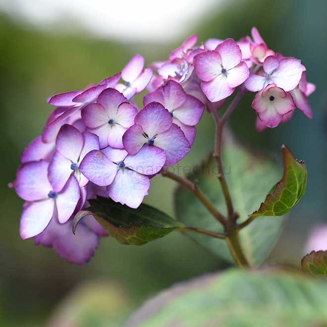 紫陽花 アジアン ビューティ紅｜花の手帖のアジサイ図鑑