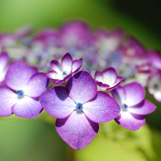 紫陽花 アジアン ビューティ紅｜花の手帖のアジサイ図鑑