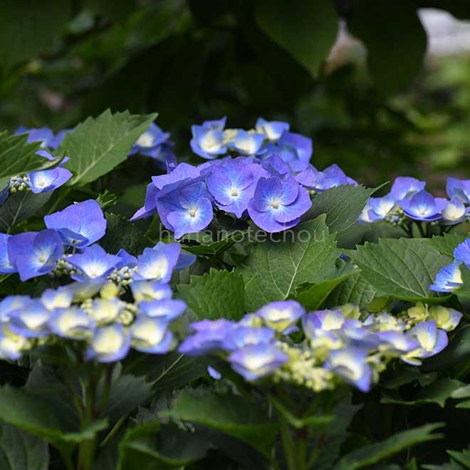 紫陽花 渥美絞り｜花の手帖のアジサイ図鑑