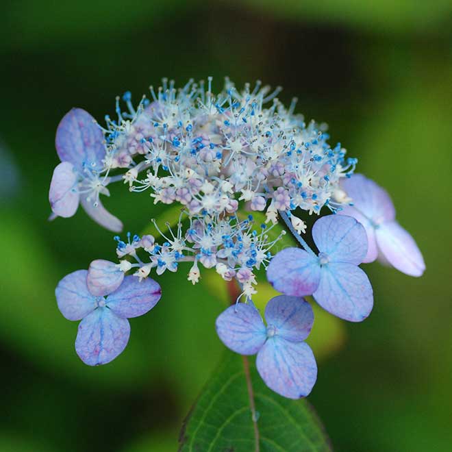 紫陽花 阿波紫紅｜花の手帖のアジサイ図鑑