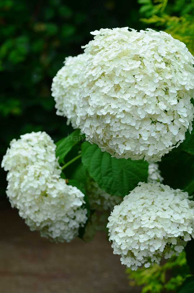 紫陽花 インクレディボール｜花の手帖のアジサイ図鑑
