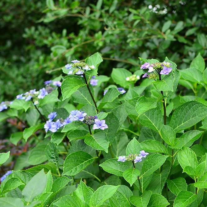 紫陽花 磯笛｜花の手帖のアジサイ図鑑
