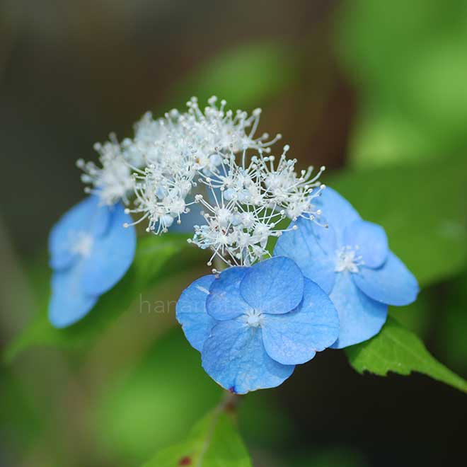 紫陽花 祖谷の風車｜花の手帖のアジサイ図鑑