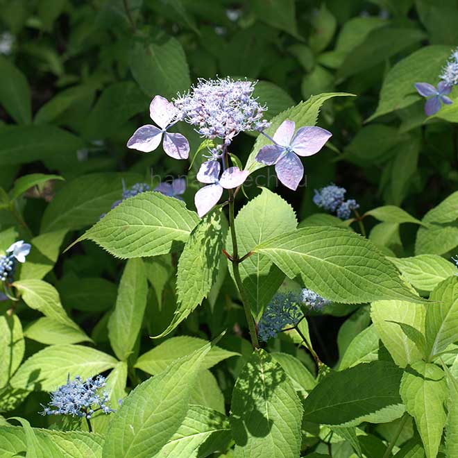 紫陽花 伊予の十字星
｜花の手帖のアジサイ図鑑