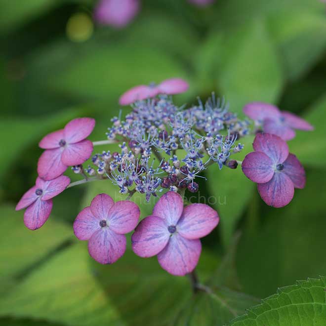 紫陽花 ｜花の手帖のアジサイ図鑑
