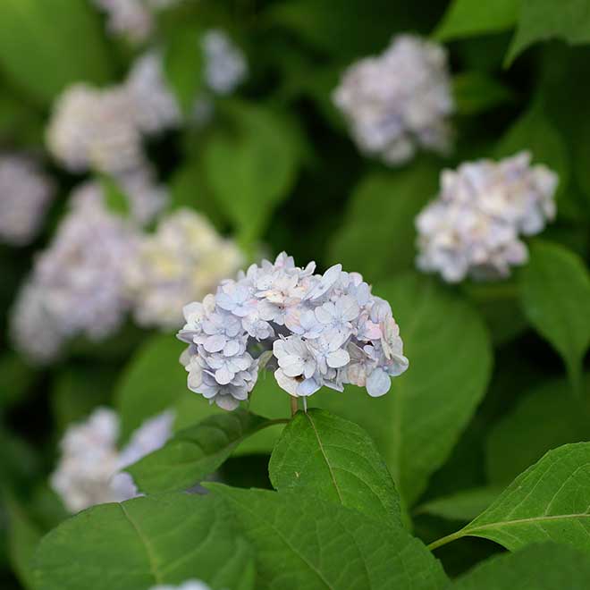 紫陽花 伊予獅子てまり
｜花の手帖のアジサイ図鑑