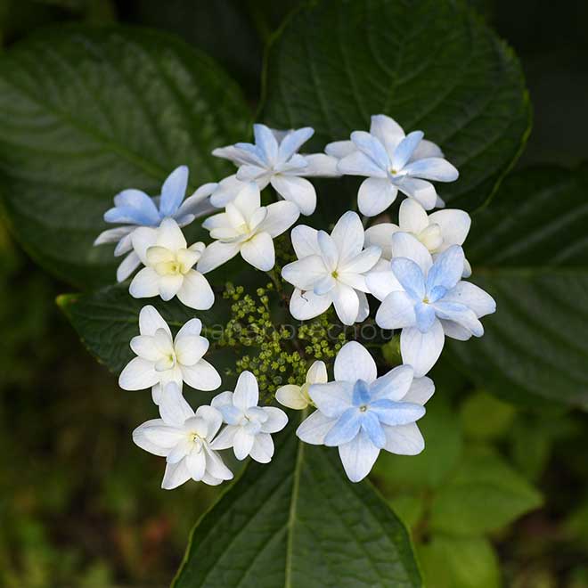 紫陽花 泉鳥｜花の手帖のアジサイ図鑑