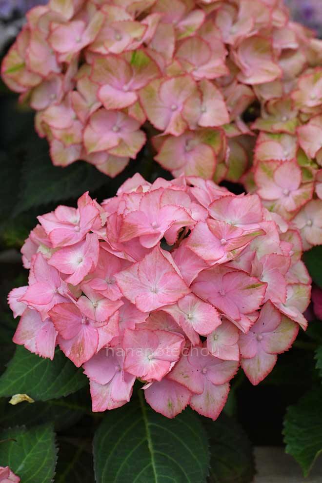 紫陽花 伊豆物語｜花の手帖のアジサイ図鑑