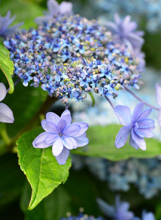 紫陽花 伊豆の華
｜花の手帖のアジサイ図鑑