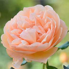 バラ アンゲリカ｜花の手帖の薔薇図鑑