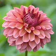 ダリア アンティークロマン｜花の手帖のダリア図鑑