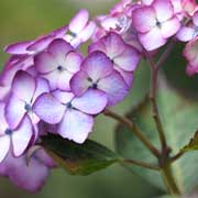 あじさい　アジアンビューティ紅｜花の手帖の紫陽花図鑑