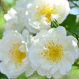 バラ シティオブヨーク｜花の手帖の薔薇図鑑