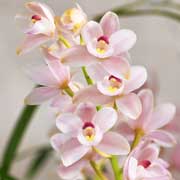 シンビジウム モリノセイ ハルウララ｜花の手帖のラン図鑑