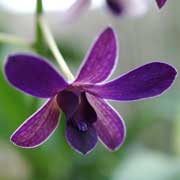 デンドロビウム ブルーバイオレット｜花の手帖のラン図鑑