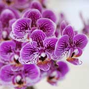 ｜花の手帖のラン図鑑