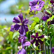 クレマチス エトアールバイオレット｜花の手帖のクレマチス図鑑