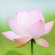 粉千葉｜花の手帖のハス図鑑