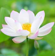 冰嬌｜花の手帖のハス図鑑