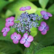 あじさい　伊予の薄墨｜花の手帖の紫陽花図鑑