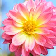 ダリア カンザクロ｜花の手帖のダリア図鑑