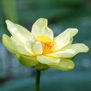 黄花蓮｜花の手帖のハス図鑑