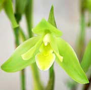 リカステ ネプチューン 'エメラルド ブリーズ'｜花の手帖のラン図鑑