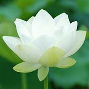 王子蓮｜花の手帖のハス図鑑