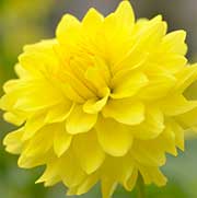 ダリア ウグイスノコイ｜花の手帖のダリア図鑑