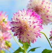 ダリア ウェディングマーチ｜花の手帖のダリア図鑑