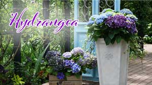 ユーチューブ紫陽花図鑑