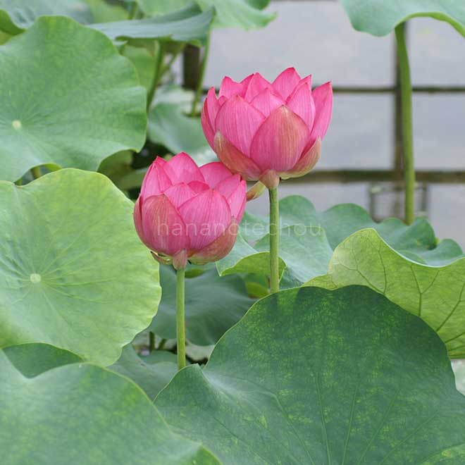 蓮 青菱紅蓮｜花の手帖の蓮図鑑