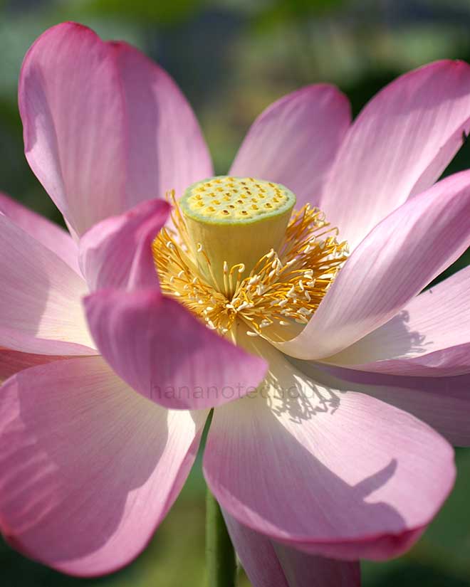 蓮 カスピカム｜花の手帖の蓮図鑑