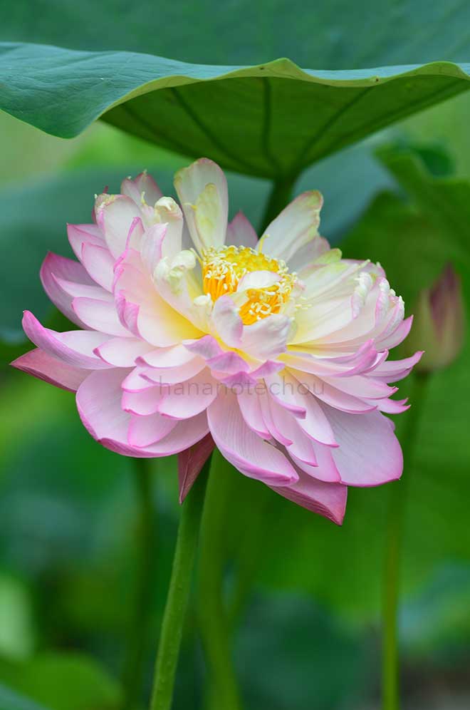 蓮 艶新装｜花の手帖の蓮図鑑