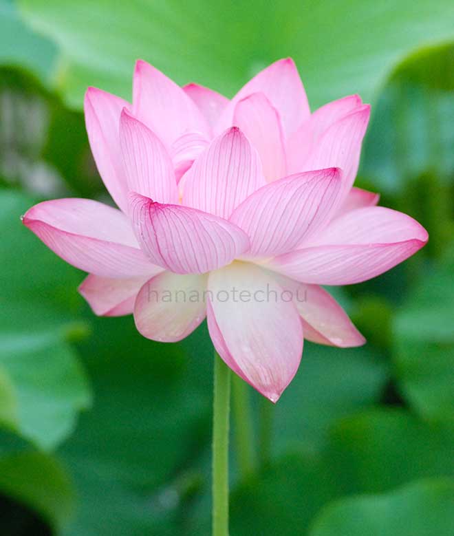 蓮 原始蓮｜花の手帖の蓮図鑑