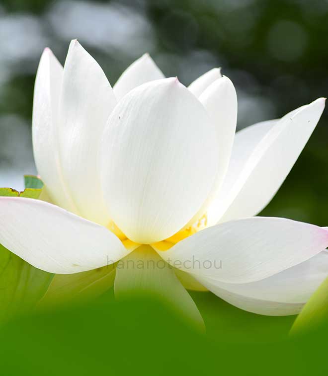 蓮 白川台｜花の手帖の蓮図鑑