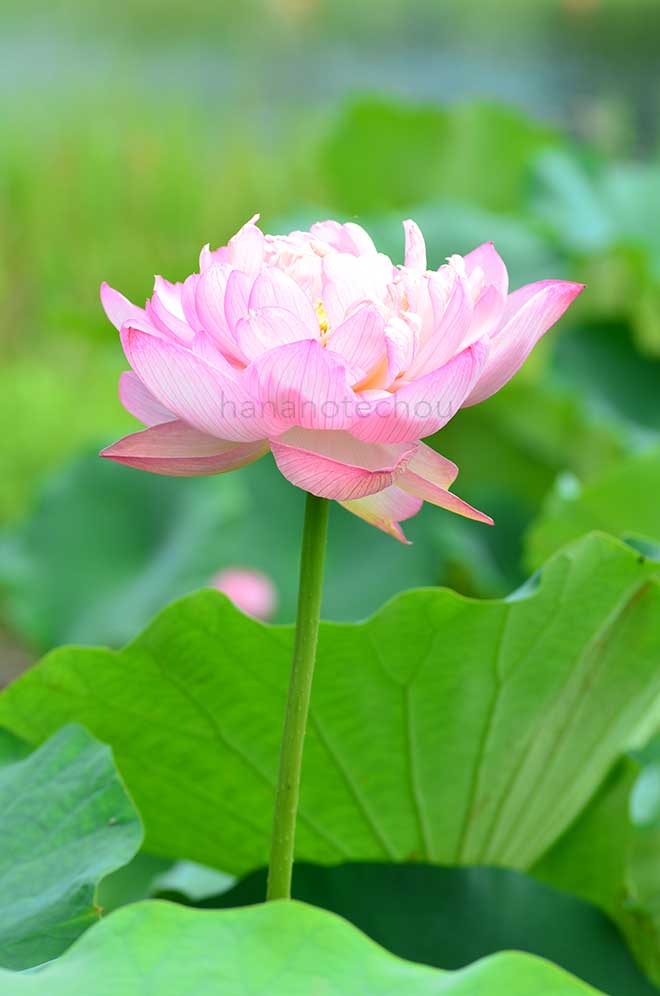 蓮 春不老｜花の手帖の蓮図鑑