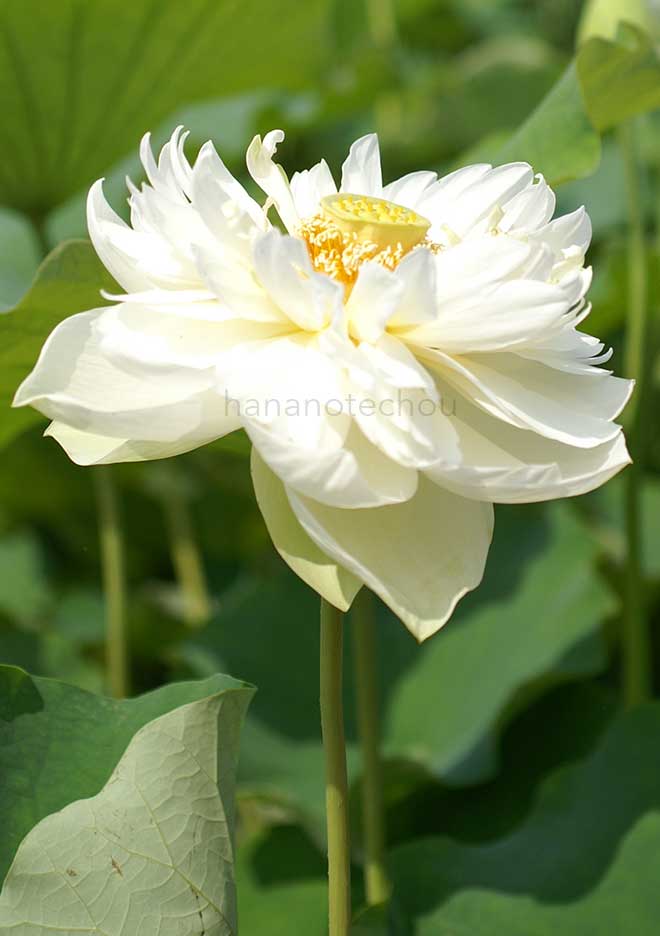 蓮 碧台蓮｜花の手帖の蓮図鑑