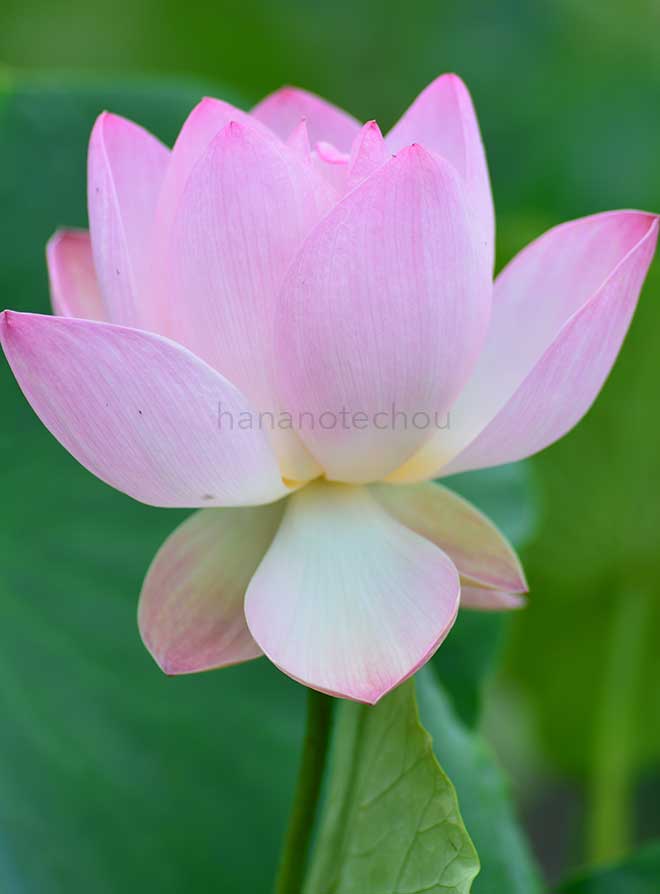 蓮 碧血丹心｜花の手帖の蓮図鑑