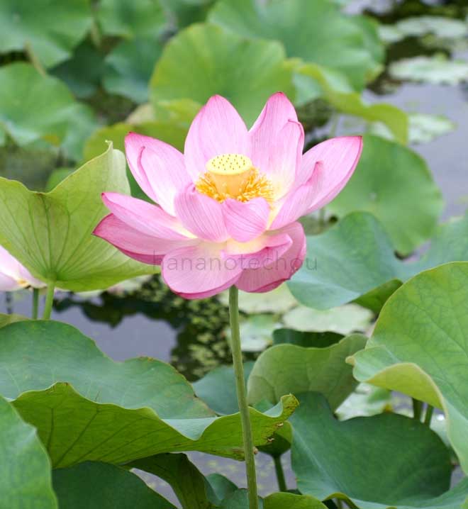 蓮 姫蓮｜花の手帖の蓮図鑑