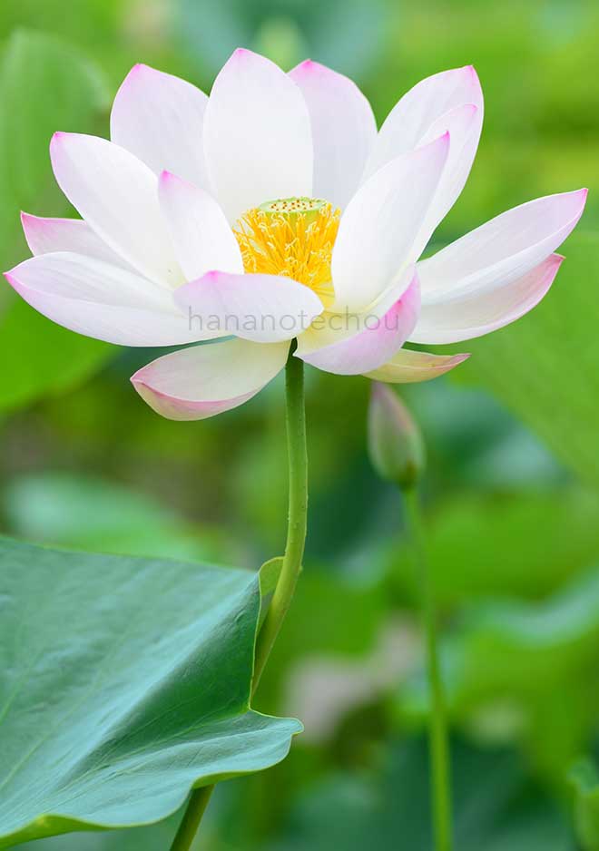 蓮 冰嬌｜花の手帖の蓮図鑑