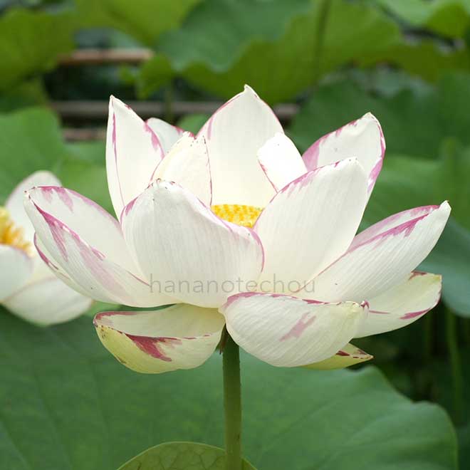 蓮 一天四海｜花の手帖の蓮図鑑