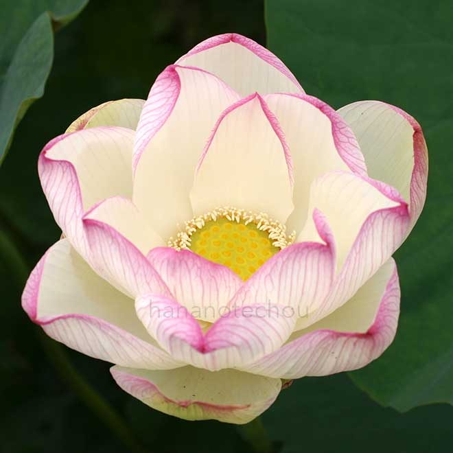 蓮 韓国景福宮蓮｜花の手帖の蓮図鑑