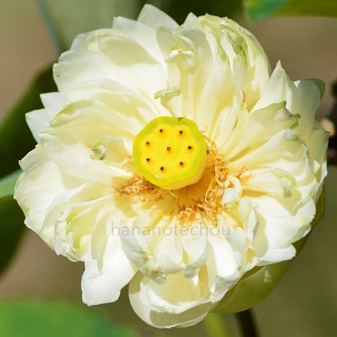 蓮 漢蓮｜花の手帖の蓮図鑑