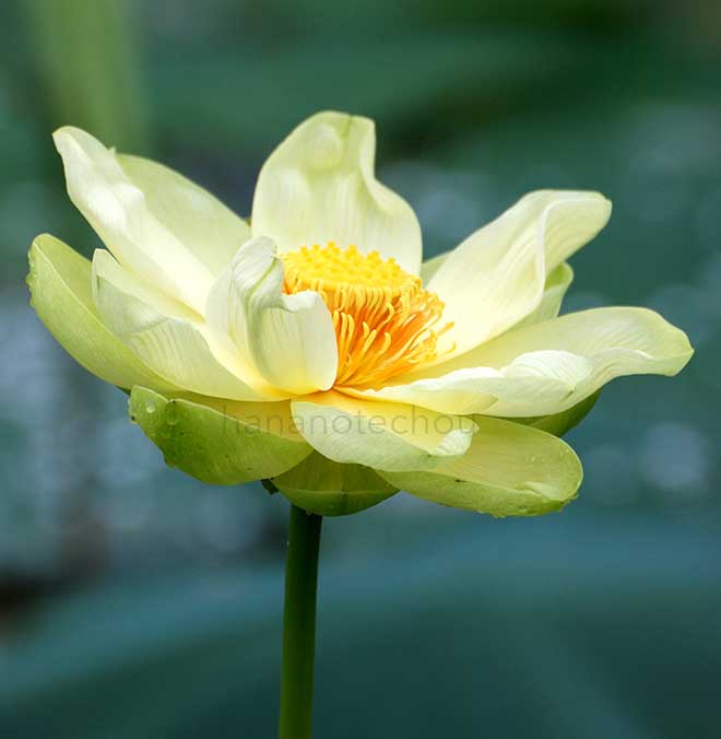 蓮 黄花蓮｜花の手帖の蓮図鑑