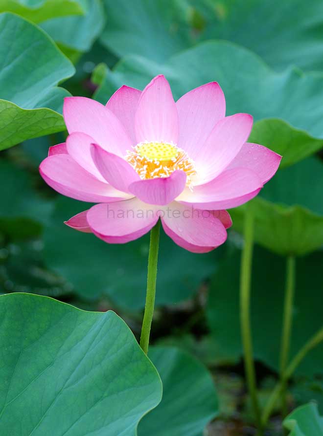 蓮 古代蓮｜花の手帖の蓮図鑑