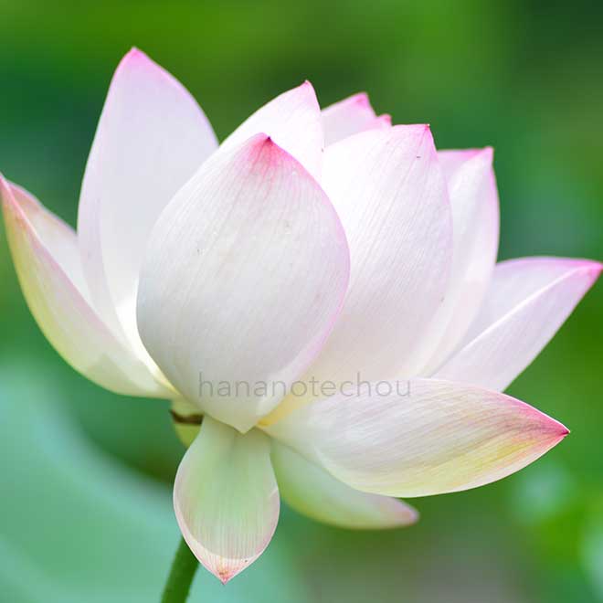 蓮 紅辺白椀蓮｜花の手帖の蓮図鑑