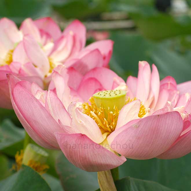 蓮 紅万々｜花の手帖の蓮図鑑