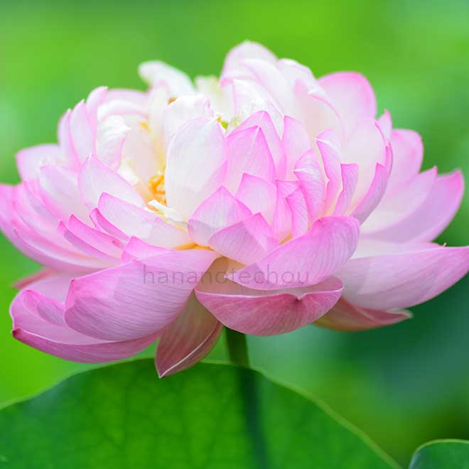 蓮 杏花春雨｜花の手帖の蓮図鑑