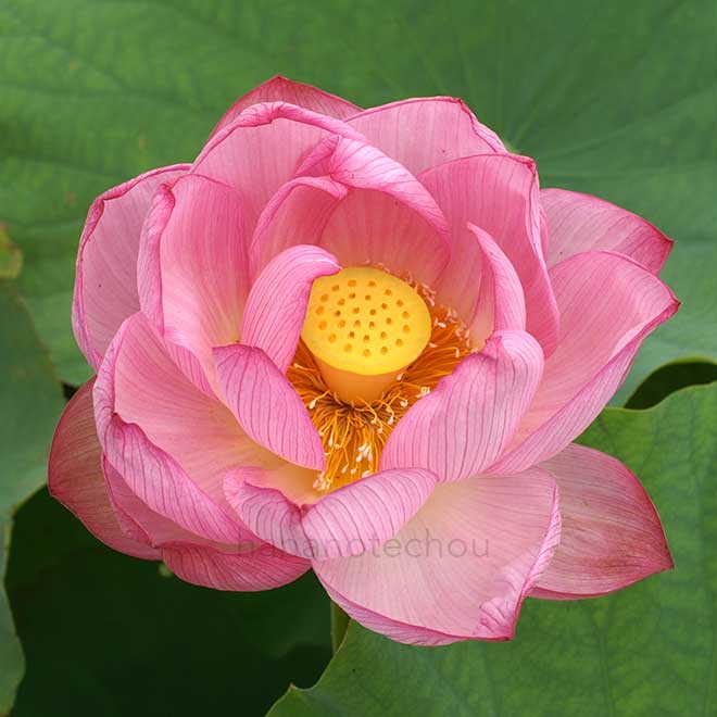 蓮 毎葉蓮｜花の手帖の蓮図鑑